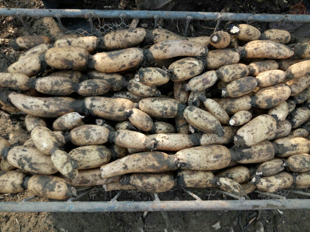 一群农民在清晨的湖边采收新鲜白莲藕,泥水中露出洁白的藕节,阳光洒在湿漉漉的藕身上,背景是碧绿的荷叶与薄雾笼罩的湖面,展现原生态的 harvesting 场景 白莲藕采收场景