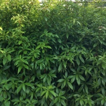 金丝楠木小苗，小叶桢楠价格，8-15cm移栽金丝楠木树价