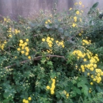 野菊花颗粒