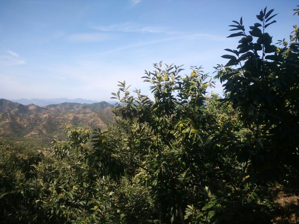 迁西板栗主产区航拍图：连绵起伏的燕山丘陵上，成片青翠的板栗林沿山势梯次分布，部分林间可见传统石砌梯田与现代滴灌管道并存