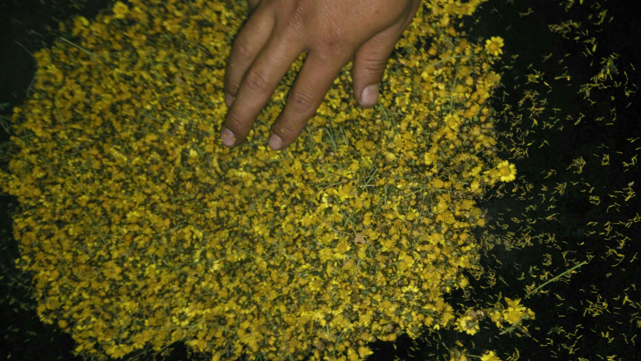 野菊花植株特写