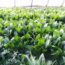 秋菠菜20~25厘米