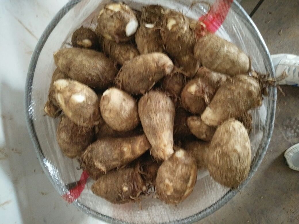 毛芋头清洗干净,表面带毛,正在用软刷刷洗 毛芋头清洗与处理