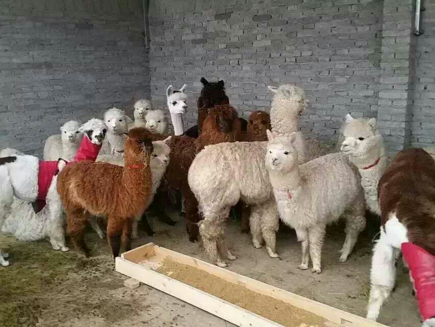 羊驼与人类互动