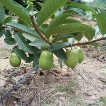 西瓜番石榴苗50~80cm