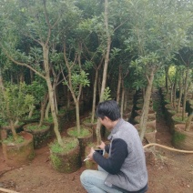 杨梅树苗1~250~100cm