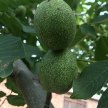 青皮核桃