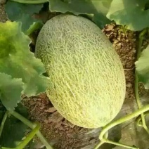 东方密1号哈密瓜3斤以上长圆形
