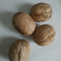 大黄核桃30mm以上青皮干