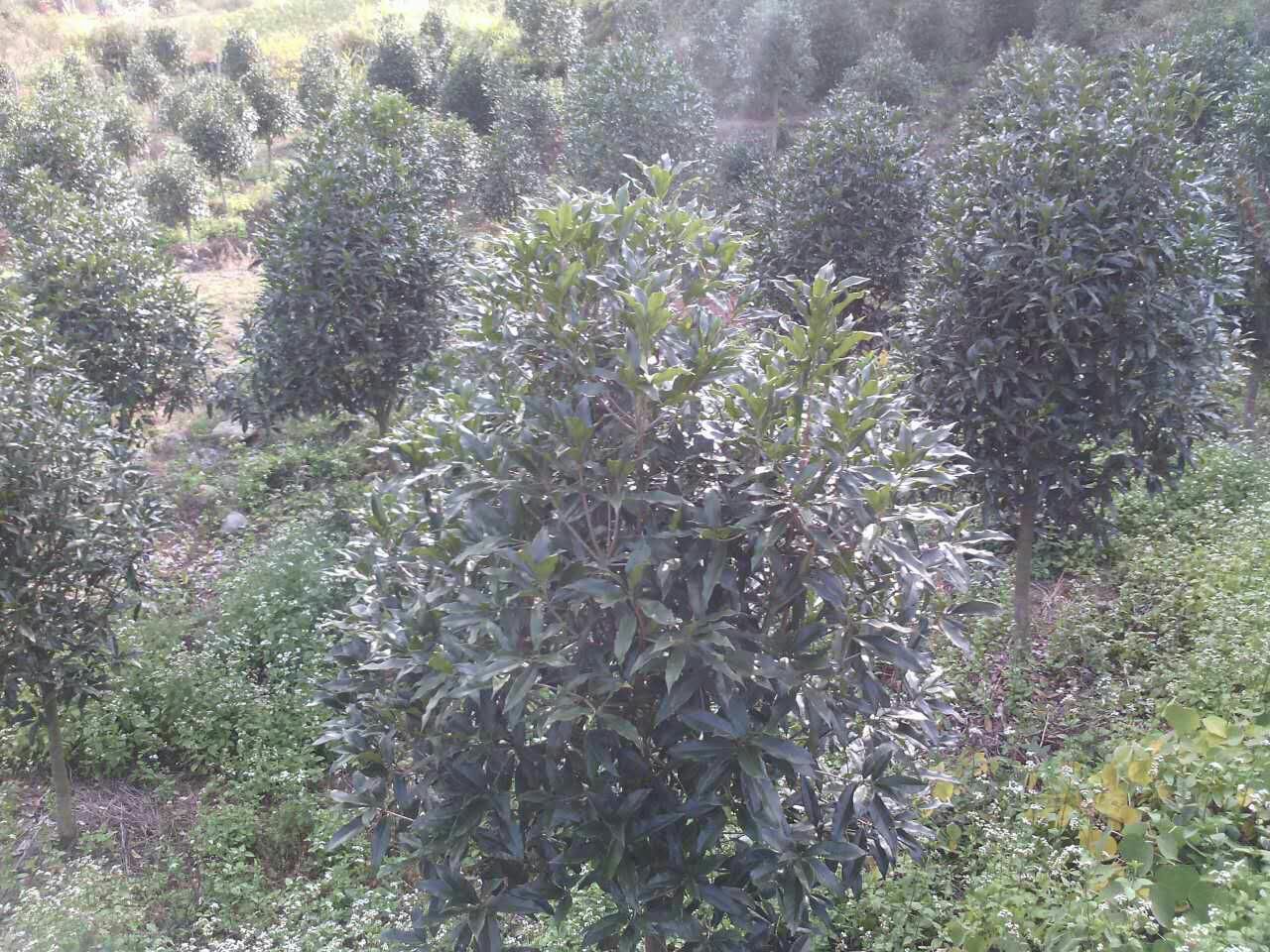 展示八月桂与四季桂在不同地区的种植园景观 桂花种植园实景图
