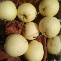 皇冠梨550~600g纸箱