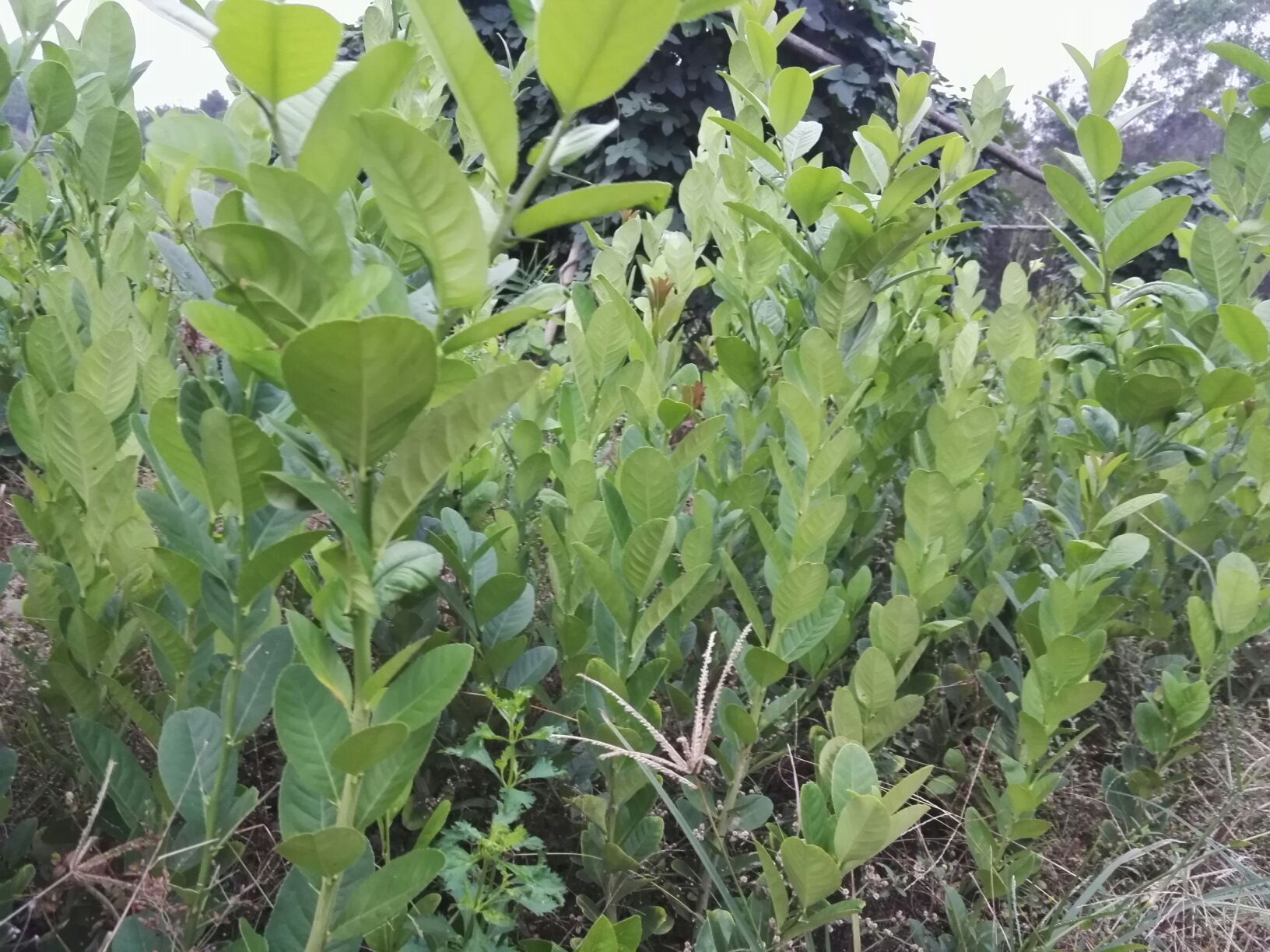 柠檬草与柠檬对比图