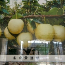 早酥梨550~600g筐装