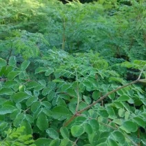 辣木茶一级
