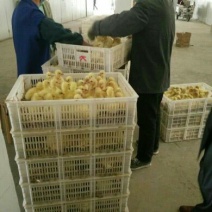 三花鹅苗250g以下