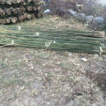金竹2~3m