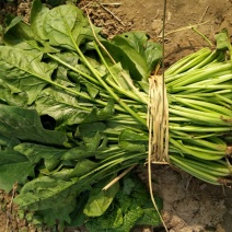 越冬菠菜25~30厘米