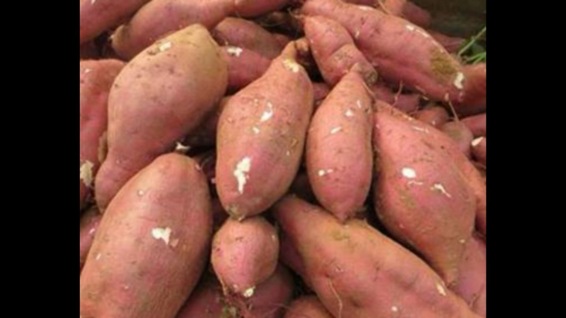 电商平台上关于“板栗薯是济薯26吗”的用户问答截图示意图