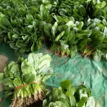 越冬菠菜15~20厘米