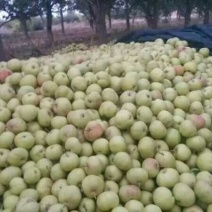 苹果梨300~350g纸箱