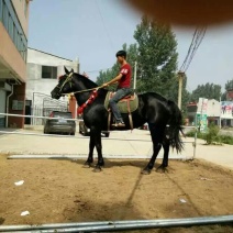 半血马