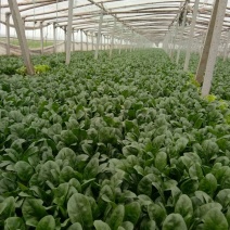 黑叶菠菜20~25厘米