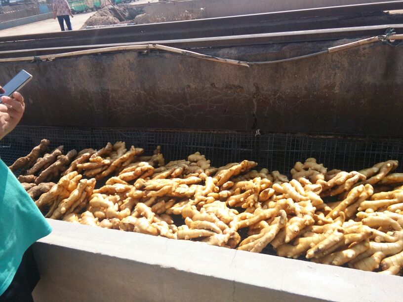 干姜片显微结构与硫磺残留检测对比图