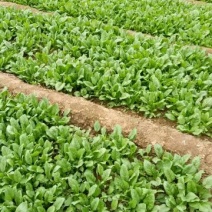 秋菠菜15~20厘米