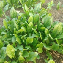 越冬菠菜15~20厘米