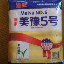 玉米种子