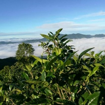 普洱绿茶紧压茶