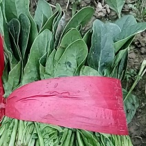 大叶菠菜20到25公分，3000斤起批！