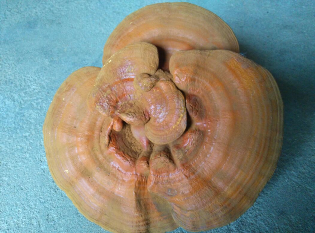 灵芝子实体横切面显微结构示意图