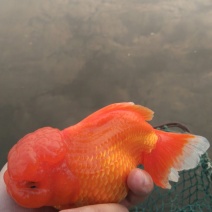 锦鲤