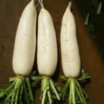 白萝卜1.5~2斤起