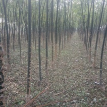 国槐4~6cm4~6cm1米以下