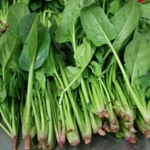 秋菠菜20~25厘米