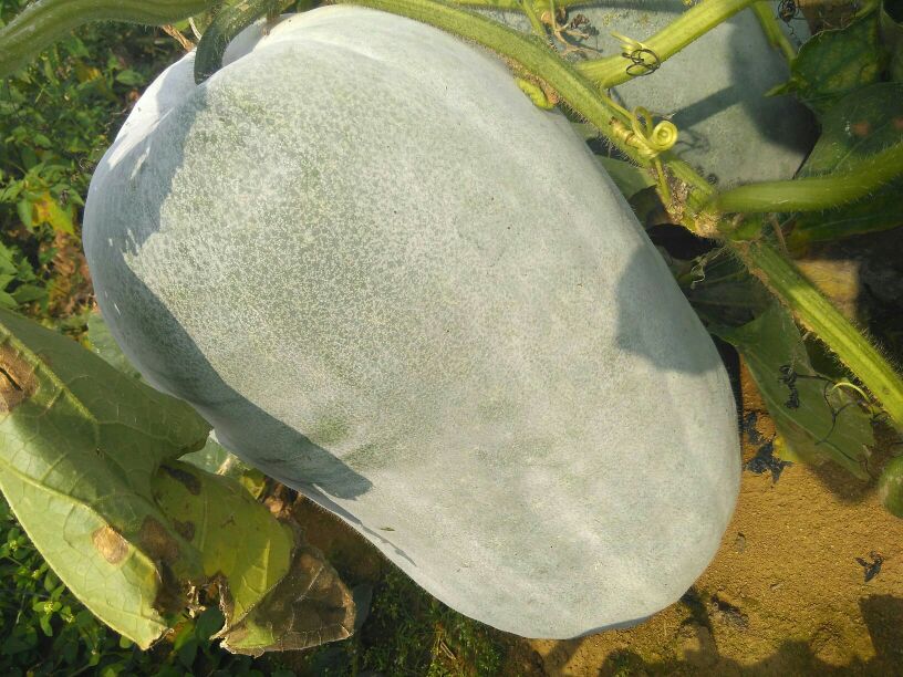 白皮冬瓜特写：带霜青白表皮、坚实瓜体横切面可见细腻乳白瓜肉与浅黄小籽