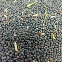 油菜籽1