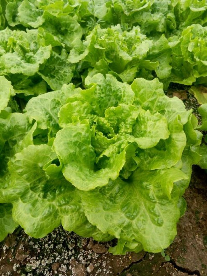 一亩生菜产量(一亩生菜产量多少斤)