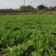 红香油麦菜30~35厘米以上