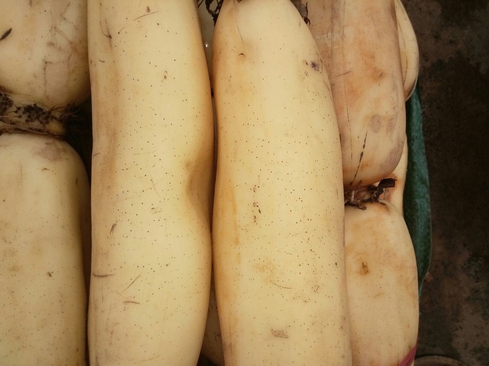 一根新鲜采摘的白莲藕被横向切开,露出晶莹剔透、洁白无瑕的内部结构,断面光滑湿润,周围有细小水珠附着,背景为浅色木质砧板,光线柔和,突出‘藕白色’的纯净质感 白莲藕切面特写