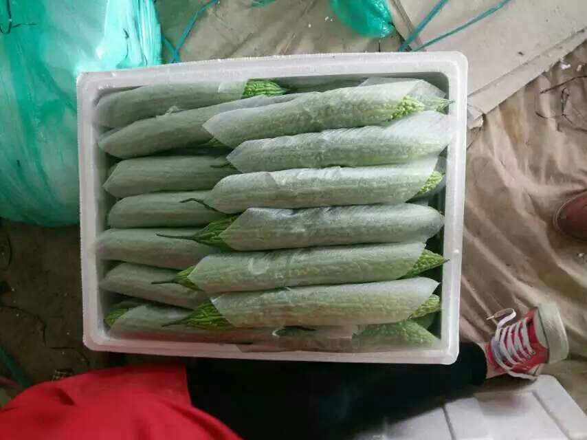 图片说明:在一个通风良好的荷兰猪饲养笼中,放置了一小碗切好的苦瓜片,旁边是清洁饮水器 荷兰猪饲养环境中摆放着切好的苦瓜片