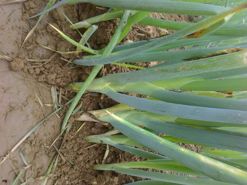 铁杆大葱优良品种对比图