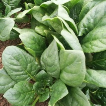 小叶菠菜10~15厘米