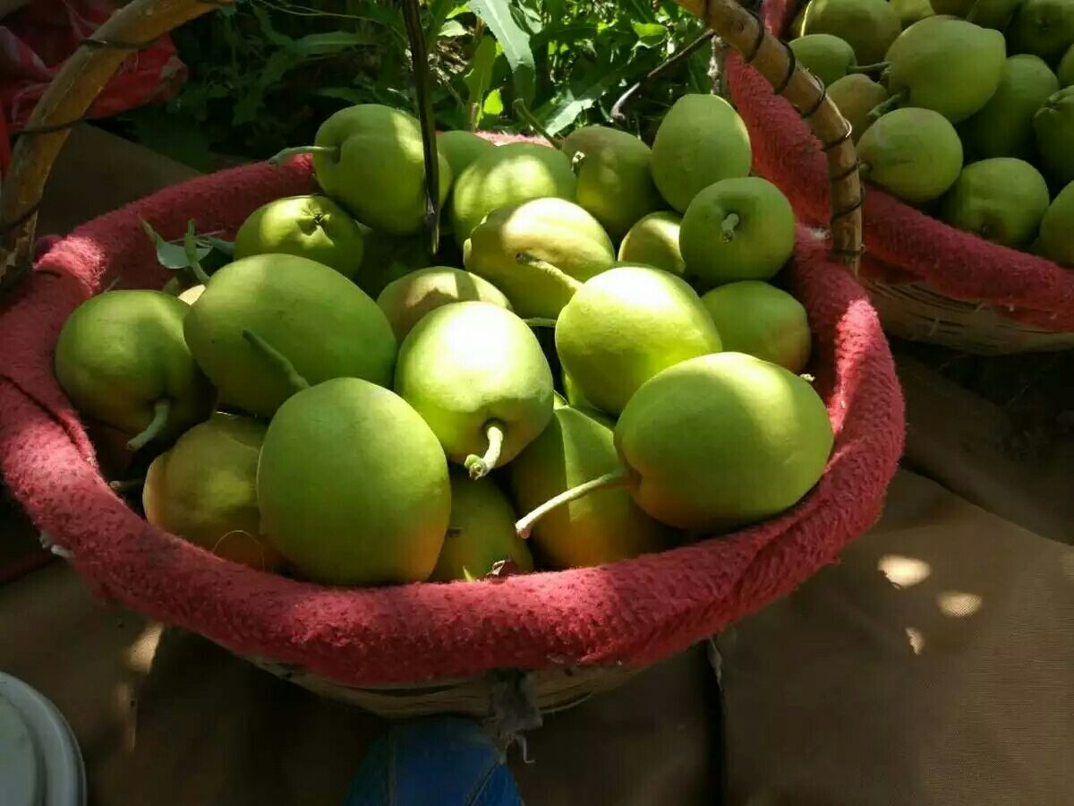 一个装满新鲜红梨的果篮,果实排列整齐,表面光滑,色泽诱人 红梨果篮特写