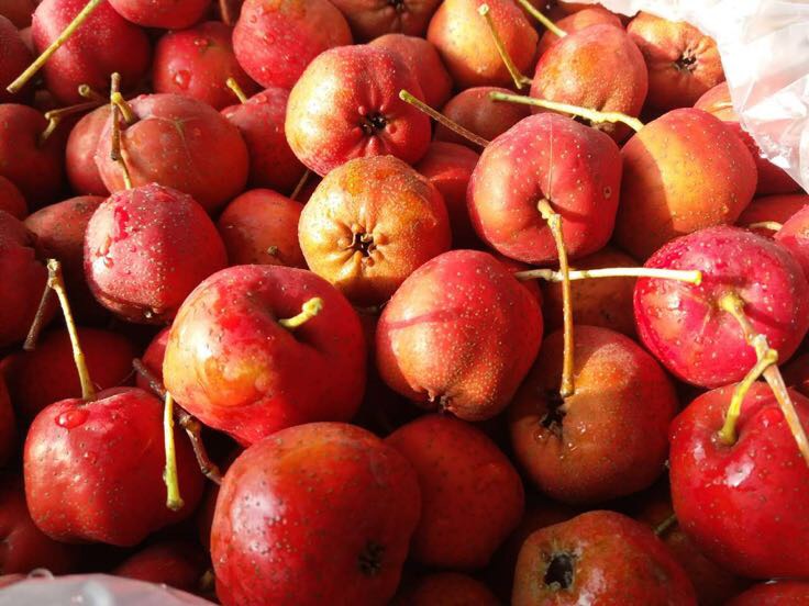 大五棱山楂新鲜采摘特写