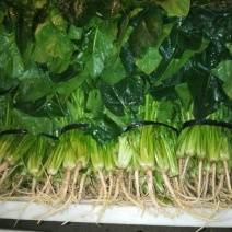大叶菠菜