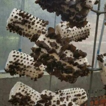 黑木耳特级