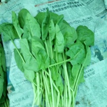 大叶菠菜25~30厘米